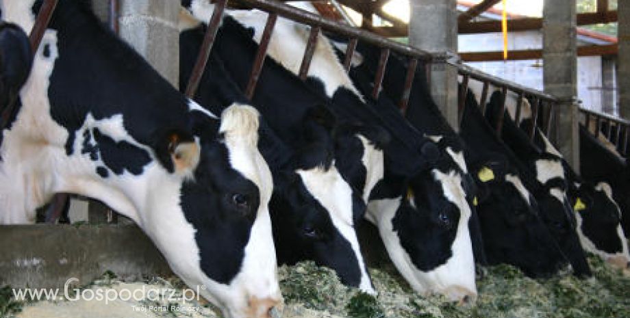 Austria – Tegoroczne dostawy mleka są większe niż w roku ubiegłym