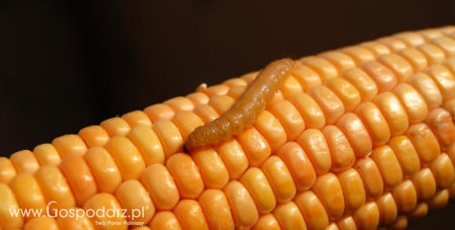 Na plantacjach kukurydzy pojawiła się omacnica prosowianka
