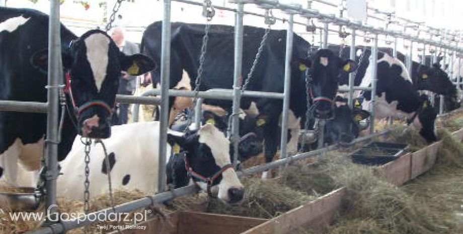 Niemcy – Będą kary za przekroczenie kwoty mlecznej?