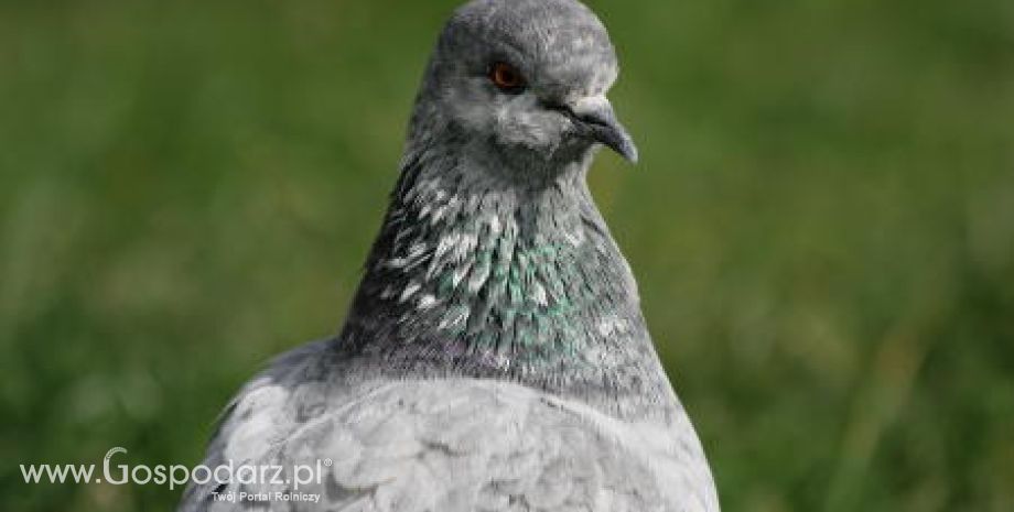 Kiedyś chów ptaków był dochodowym zajęciem, ale dziś już nie