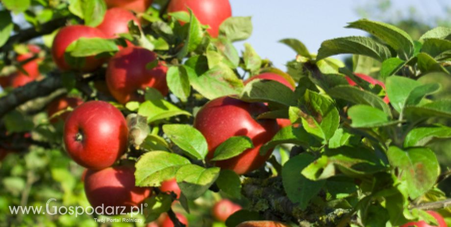 Francja – Spadek zbiorów jabłek