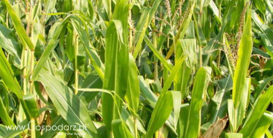 Ceny zbóż na giełdach światowych – 30.11.2011