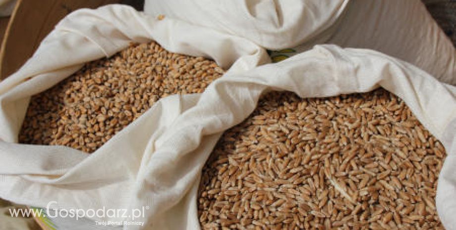 Ukraina – Spadek eksportu zbóż