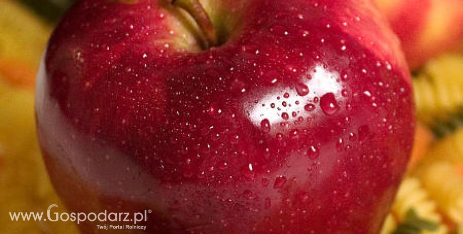 Wzrost eksportu unijnych jabłek