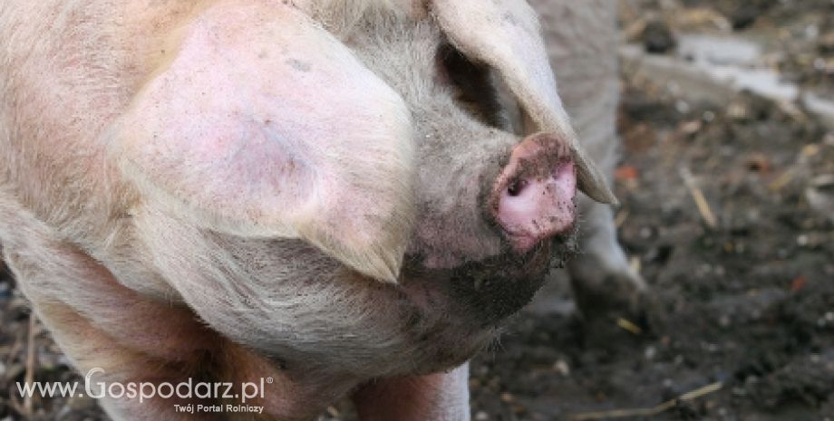 Ukraina – Koniec z zaświadczeniami o braku obecności dioksyn w importowanej wieprzowinie