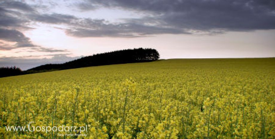 Ceny oleistych na giełdach światowych – 13.04.2012