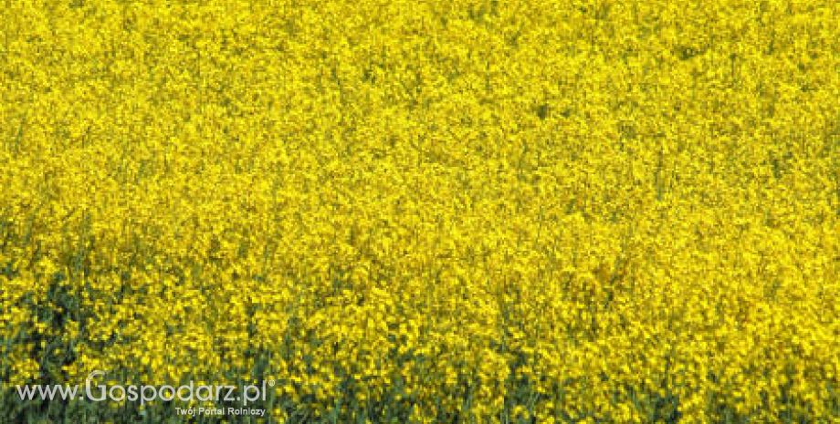 Ceny oleistych na giełdach światowych – 19.04.2012