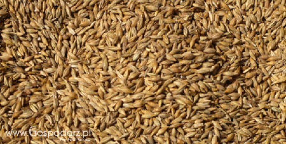 Ceny zbóż i oleistych na giełdach światowych–05.09.2011