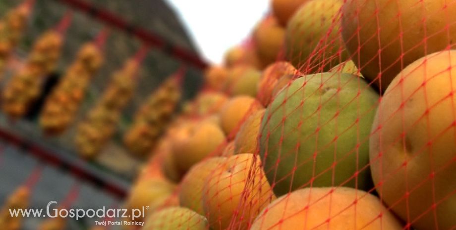 Chiny największym producentem puszkowanych brzoskwiń