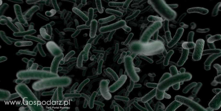 Niebezpieczna bakteria już w Polsce?