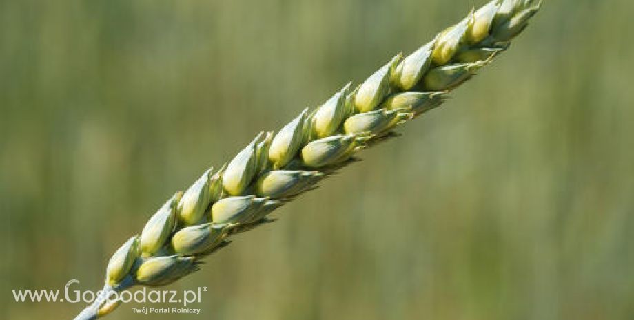 Optymistyczny raport w sprawie przyszłorocznego sezonu na zboża