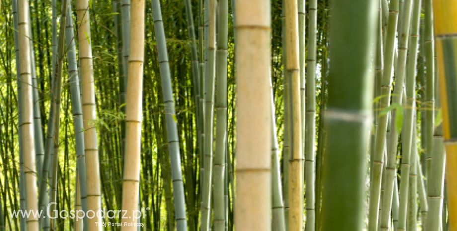 Pędy bambusa mogą stać się hitem zdrowej żywności