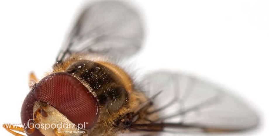 Australia – Bydło zagrożone larwami muchy śrubowej