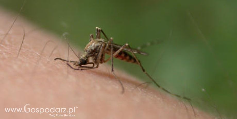 Azjatyckie komary w Europie