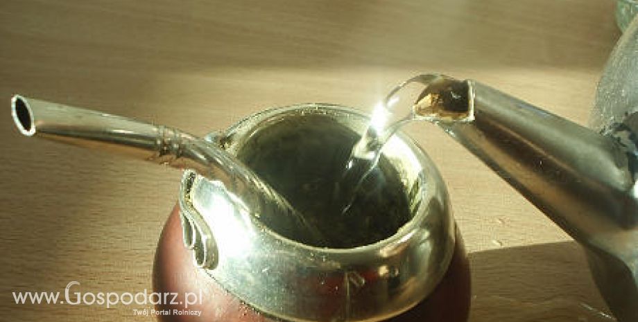 Yerba mate lekarstwem na raka?