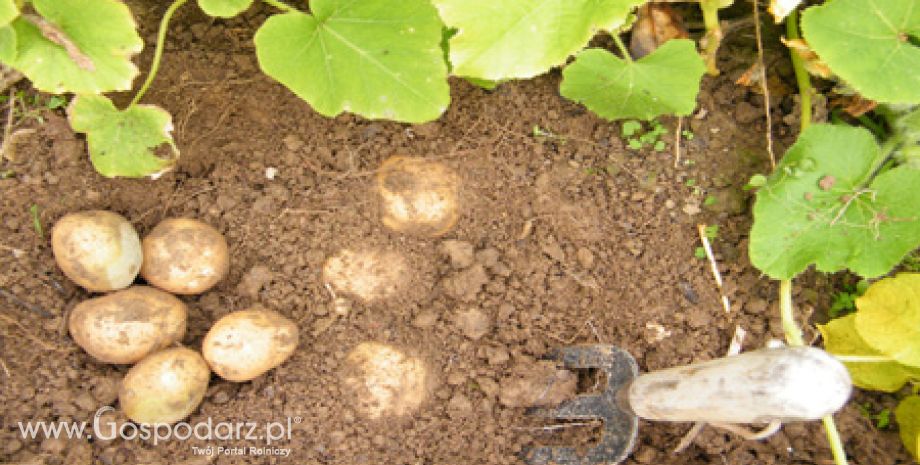 Zagrożenie upraw nasiennych ziemniaka przez wirusy w 2011 roku
