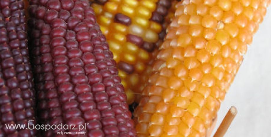 Ceny zbóż na giełdach światowych –27.04.2012