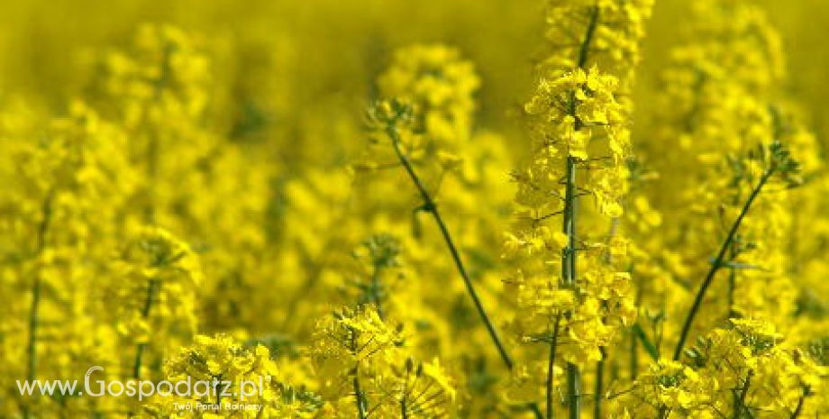 Tydzień na rynku giełdowym oleistych – 16.04.2012