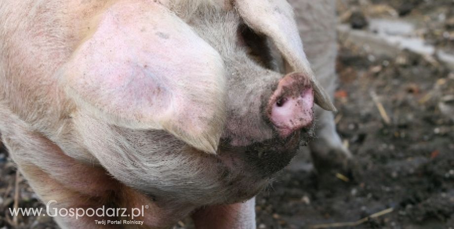 Wstrzymanie importu litewskiej wieprzowiny przez Rosję i Białoruś