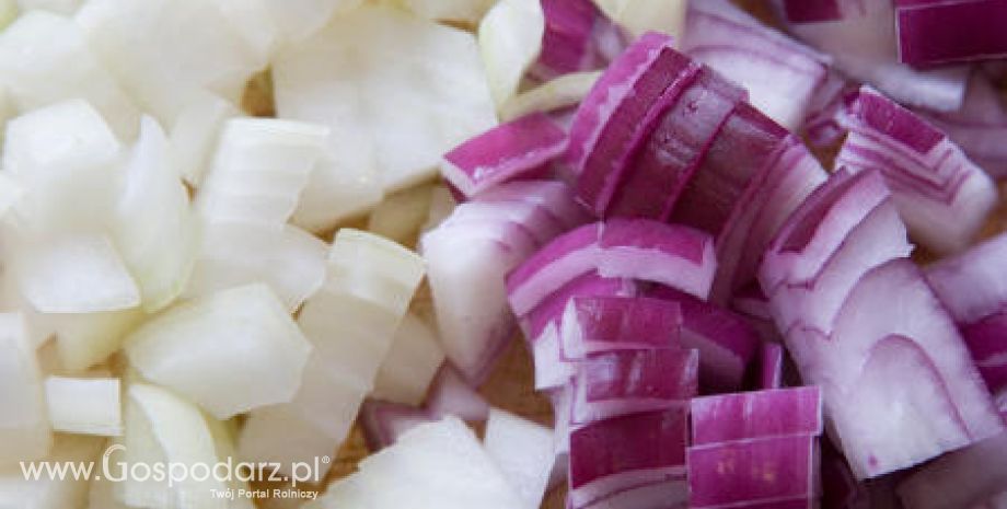 Cena cebuli zaskoczyła wszystkich – ten kto zasiał w tym roku na pewno nie straci