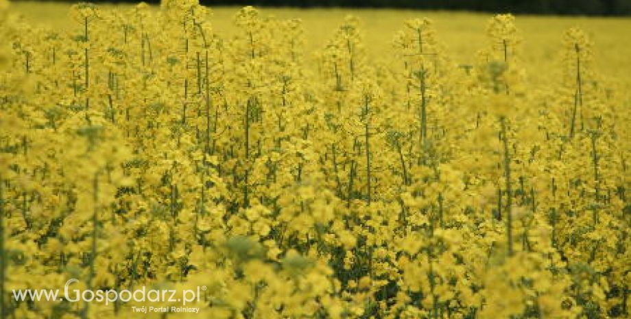 Tegoroczne zbiory rzepaku są niższe o 10 procent