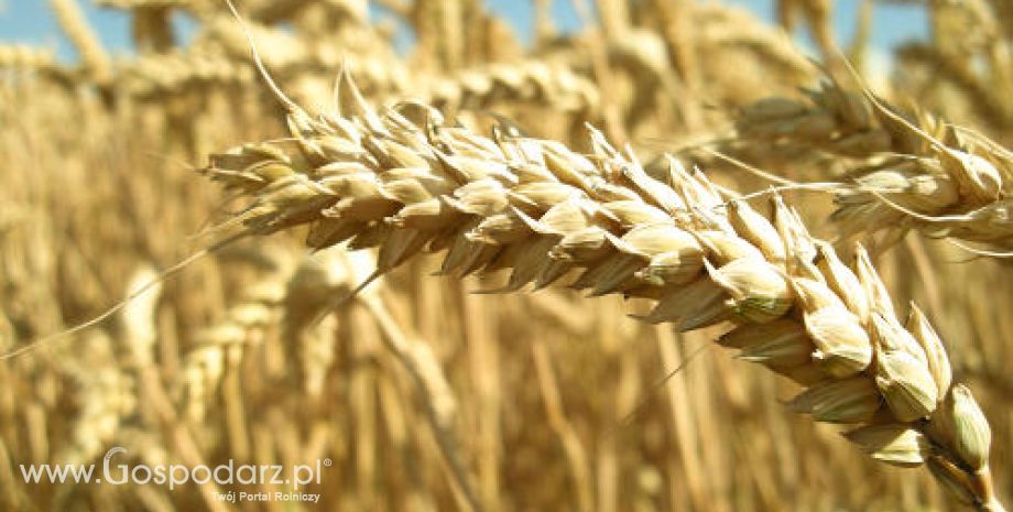 Ceny zbóż i oleistych na giełdach światowych–14.09.2011