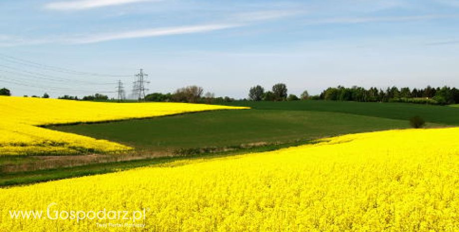 Tydzień na rynku giełdowym oleistych – 5.03.2012