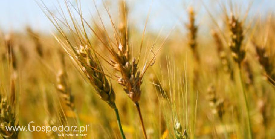 Żniwa się opóźniają przez deszcze, co zwiększa ryzyko wystąpienia chorób ziaren