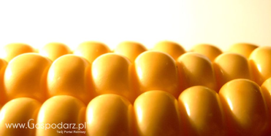 Wniosek do Komisji Europejskiej w sprawie uprawy kukurydzy GMO