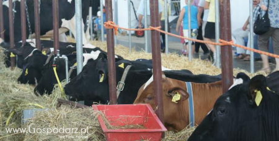 Niemcy – Przekroczenie limitu przy produkcji mleka