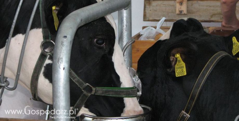 Austria – Wzrost produkcji mleka