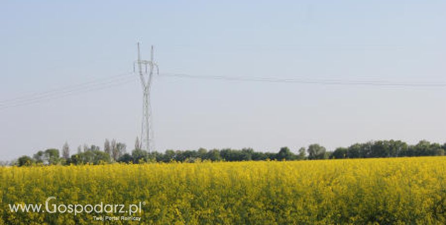 Ceny oleistych na giełdach światowych - 29.05.2012