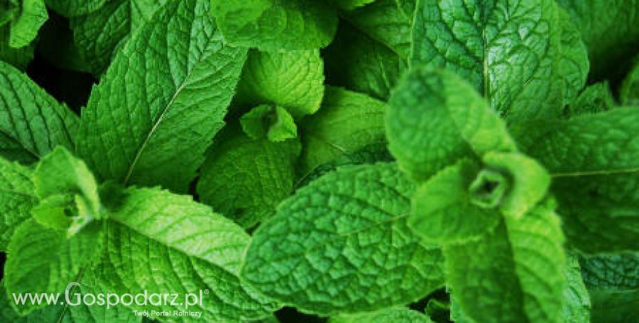 Mięta ananasowa (Mentha rotundifolia variegata)