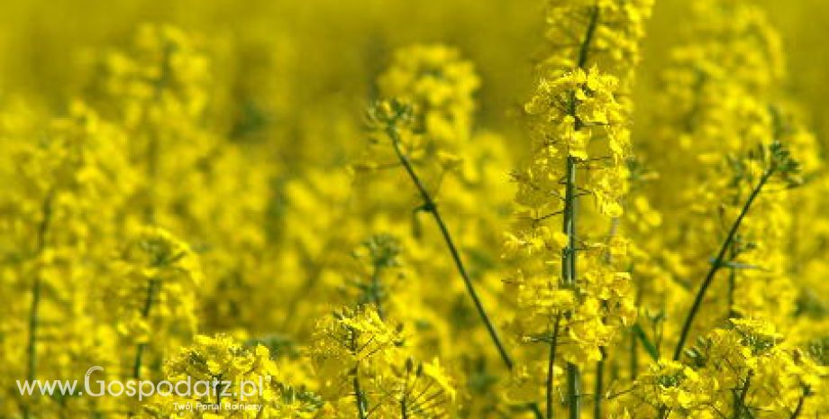 Tegoroczne zbiory rzepaku są znacznie niższe od zeszłorocznych