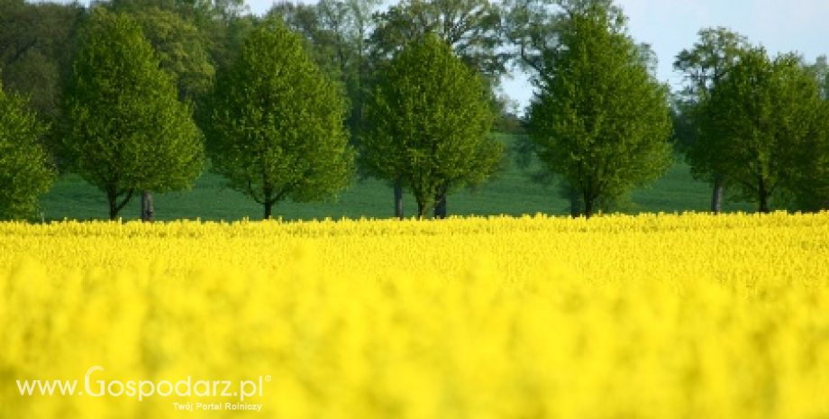 Uprawom rzepaku zagraża czerń krzyżowych