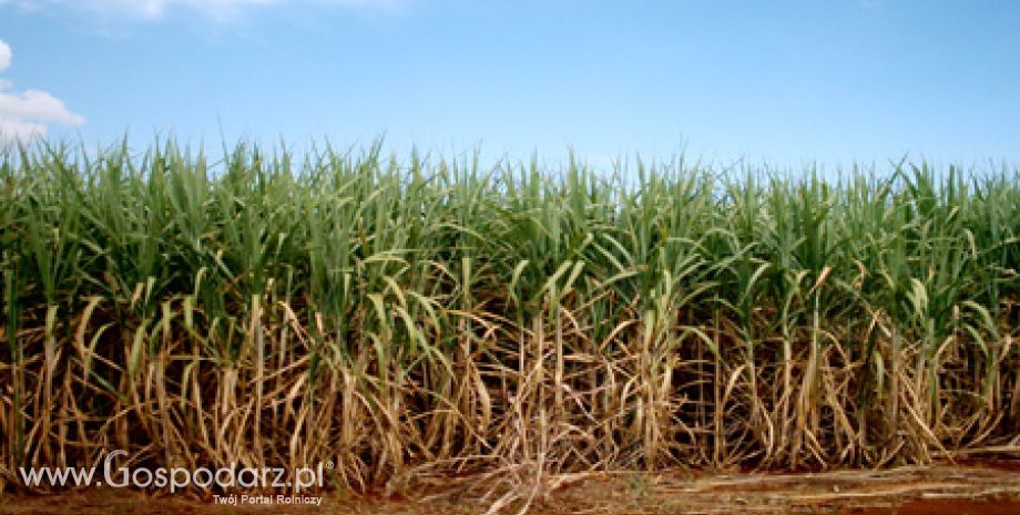 Brazylia powraca do E20 w związku z ograniczeniem krajowej produkcji etanolu