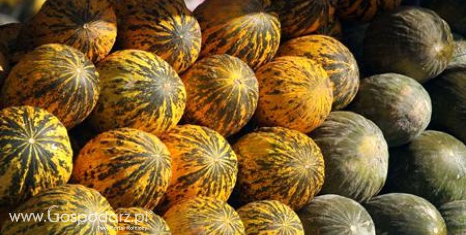 Turcja – Spadek produkcji melonów