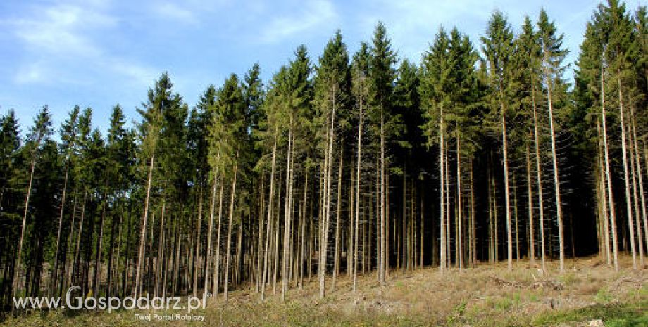 Fala pożarów w lasach