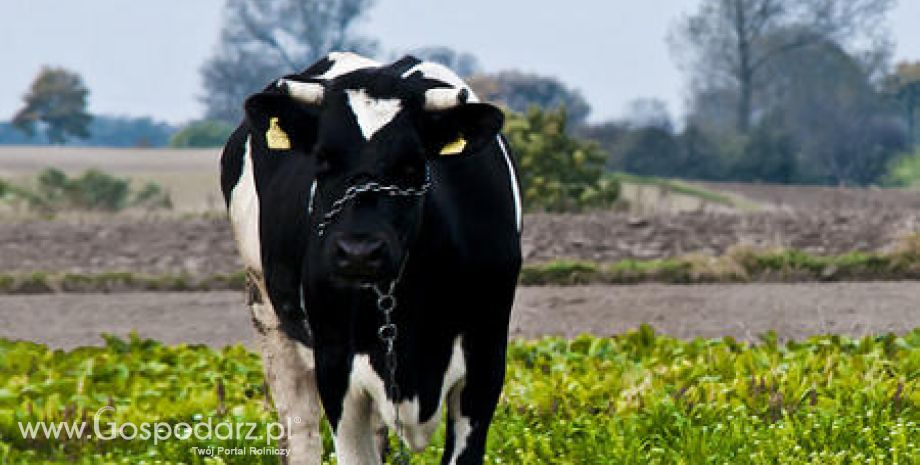 Portugalia – Coraz bardziej jest widoczny brak wołowiny i wieprzowiny