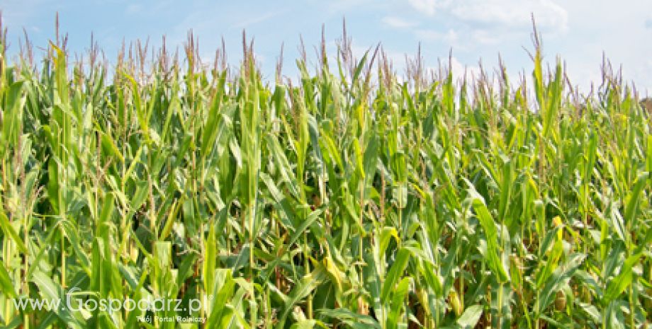 Pierwsze w tym roku wykrycie zachodniej kukurydzianej stonki korzeniowej