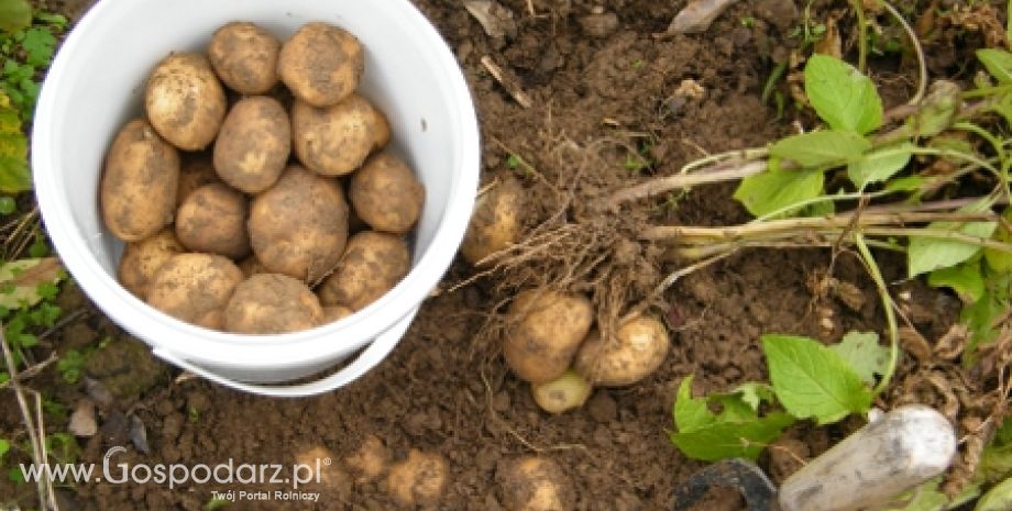 Ziemniaki skrobiowe zdrożeją?