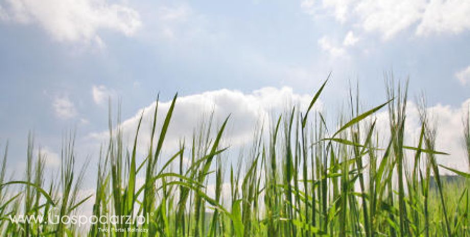 Silne wzrosty na rynku zbóż - 17.05.2012