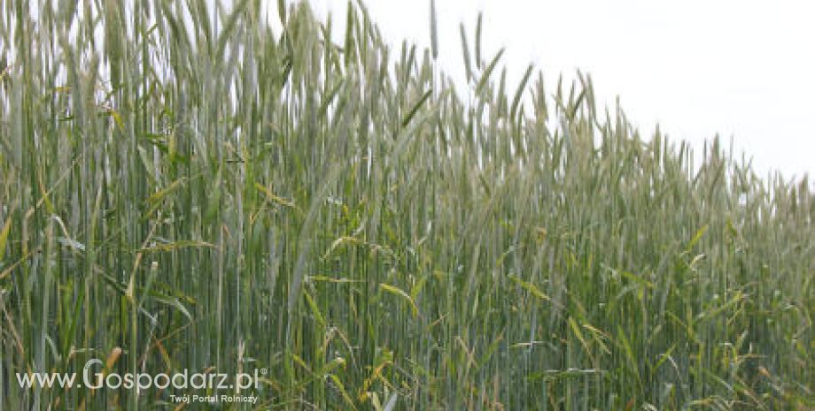 Tydzień pod znakiem wzrostów cen zbóż 11.06.2012