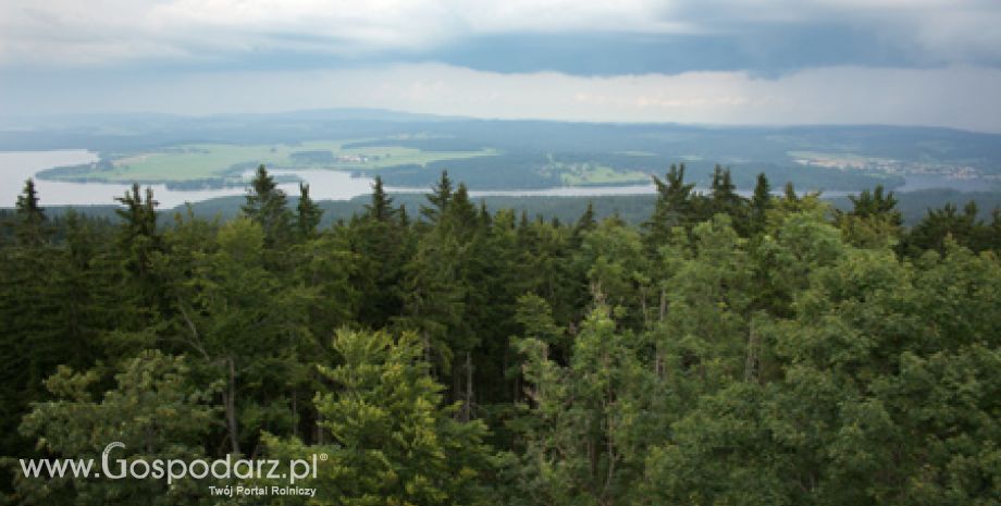 1 sierpnia - ostatni dzień w tym roku ARiMR przyjmuje wnioski o pomoc na zalesianie