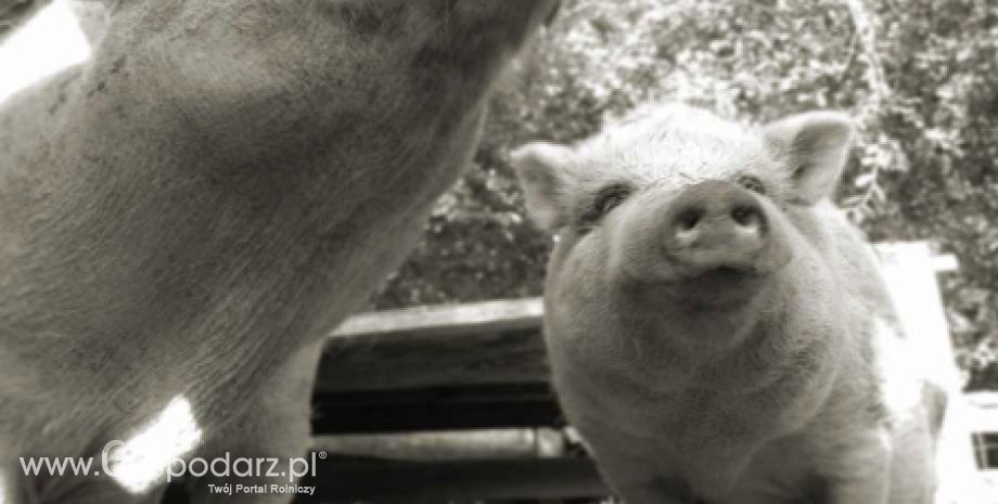 Szwecja – Eksport świńskich uszu do Chin