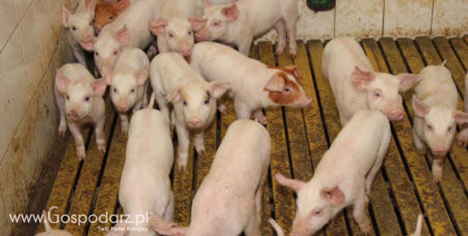 Dania – Wstrzymano wysyłkę świń zarodowych do Rosji