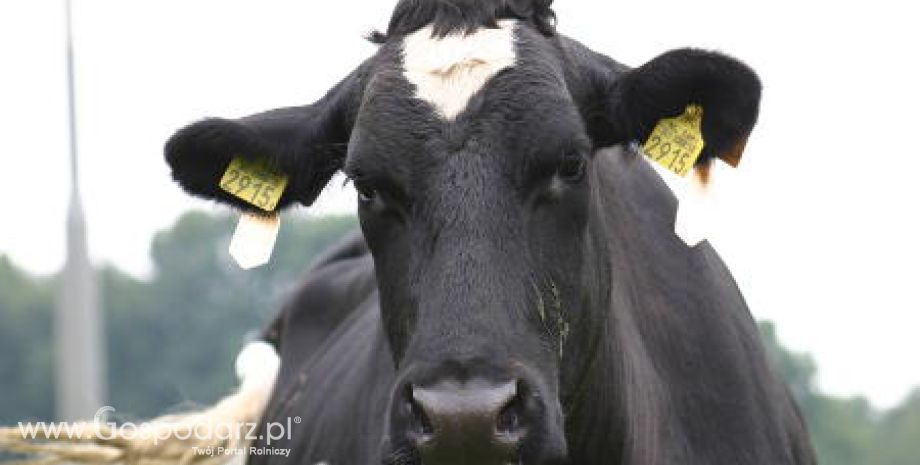 Spółdzielnie mleczarskie i firmy walczą o każdą krople cennego mleka