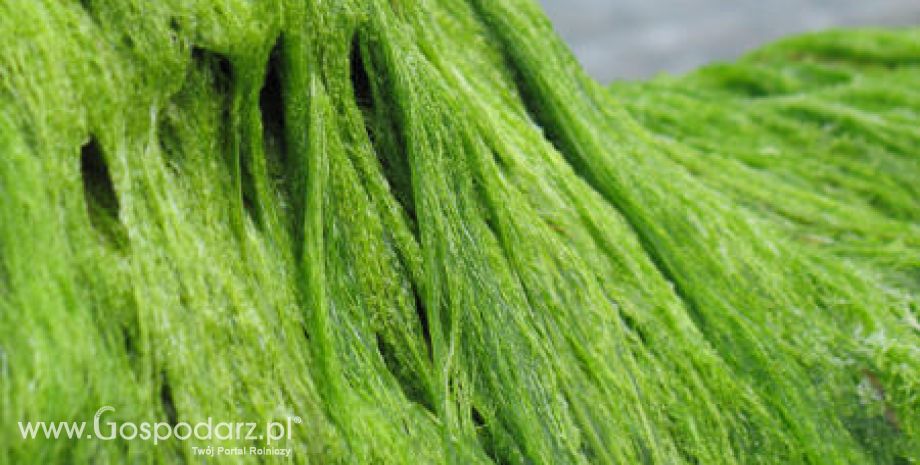 Mięsożerne algi u wybrzeży Danii