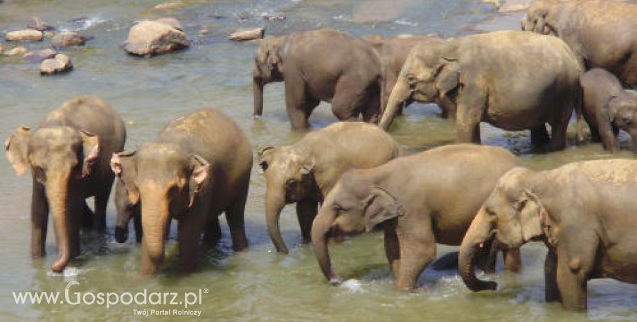 Australia – Na szkodniki – słonie?