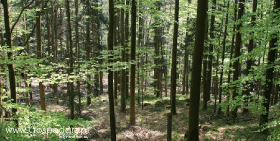 ARiMR Lubuski Oddział Regionalny w Zielonej Górze - Zalesianie gruntów